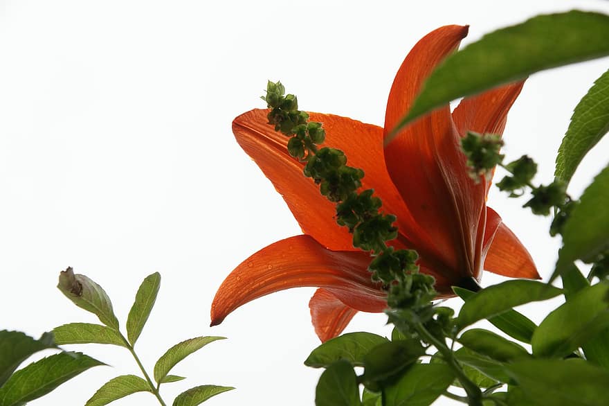 Lilie, Blume, blühen, Lilium, Natur, Garten, Blatt, Pflanze, Nahansicht, Sommer-, Blütenkopf