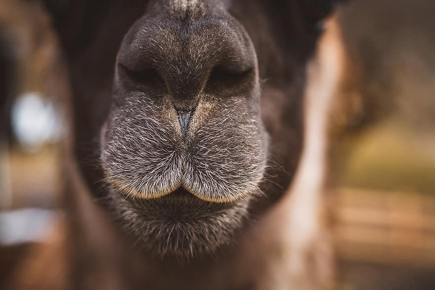 Домен животных. Нос животного. Животные с носом. Обои носы животных. Коричневое доменное животное.