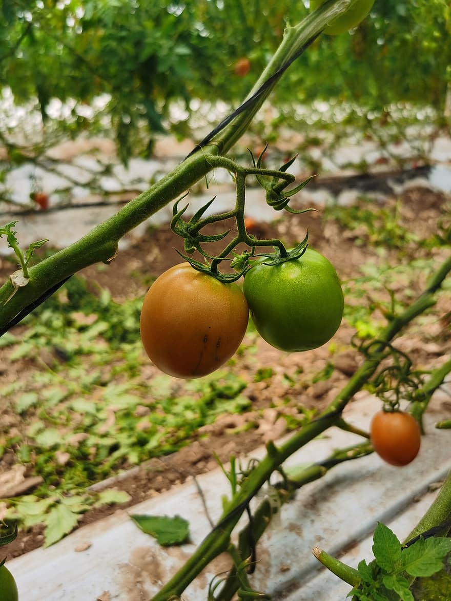 tomāti, tomātu augs, dārzeņu dārzs