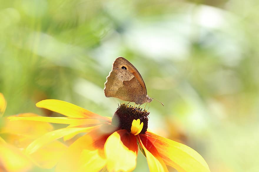 तितली, फूल, पंखुड़ियों, प्रकृति, कीट, पंख, जीवविज्ञान, पौधा, एंटीना, कीटविज्ञान