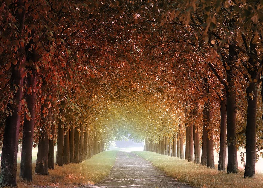 булевард с дървета, есен, път, далеч, дървета, разходка, природа, настроение, пейзаж, горски път, листа
