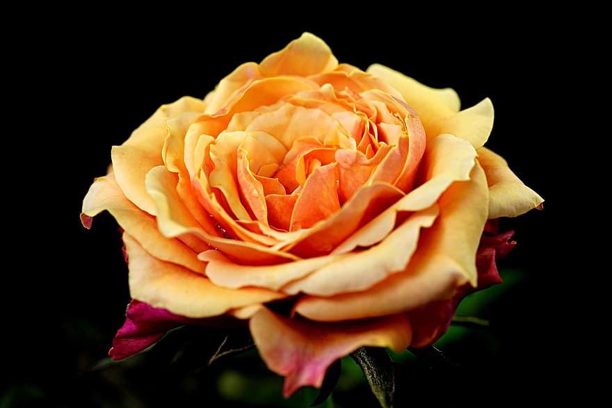 роза, цвете, цъфна роза, листенца, розови листенца, разцвет, цвят, флора, природа, едър план, венчелистче