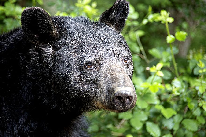 Niedźwiedź, zwierzę, ssak, czarny niedźwiedź, drapieżnik, niebezpieczny, dzikiej przyrody