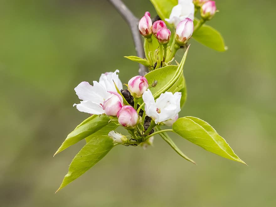 リンゴの木、フラワーズ、春、咲く、花、植物学、工場、閉じる、葉、鮮度、夏