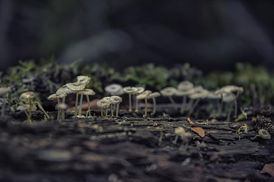 houby, houba, mech, les, podzim, Příroda