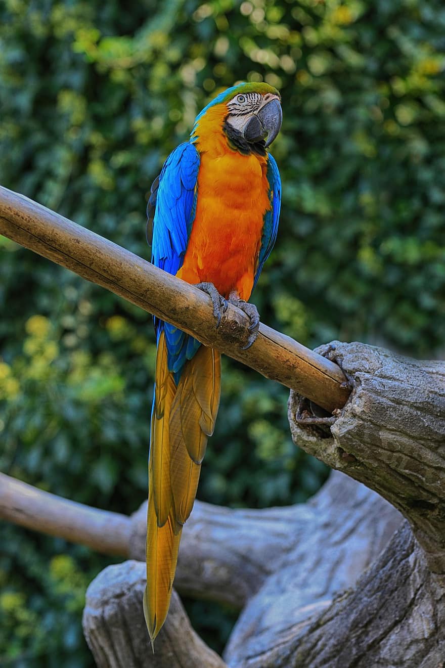 burung beo, macaw, burung, penuh warna, warna, hewan, alam, tropicale, kepala, paruh, rimba