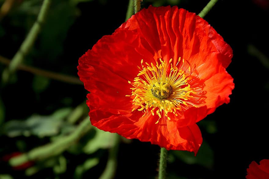 Poppy, Flowers, Plants, Red Color, Yellow Stamens, Luminous, Spring, Garden, Gardening, Horticulture, Botanical
