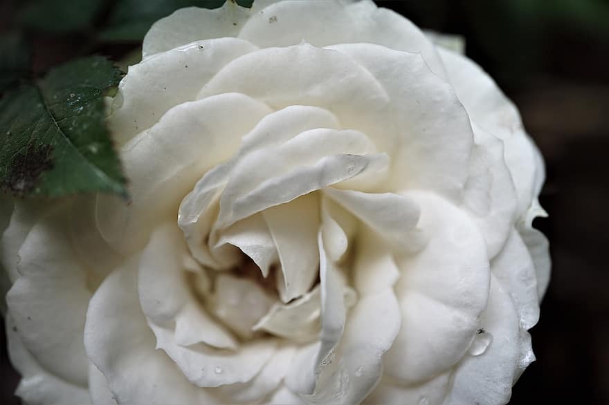 троянда, квітка, Біла троянда, біла квітка, пелюстки, білі пелюстки, цвітіння, цвітіння троянди, флора