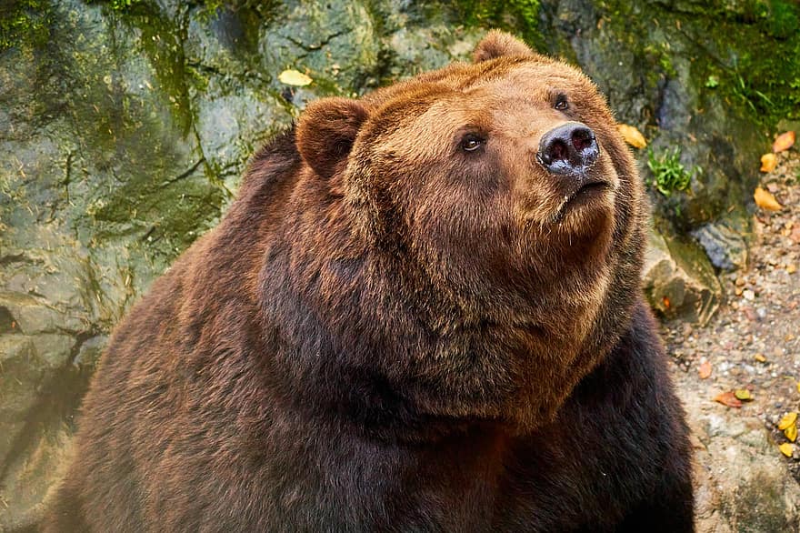 нести, бурый медведь, живая природа, млекопитающее, фотография животных