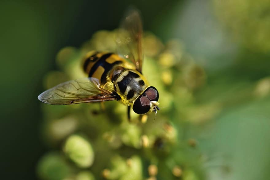 hoverfly, a zbura, insectă, floare zbura, zbor syrphid, animal, natură