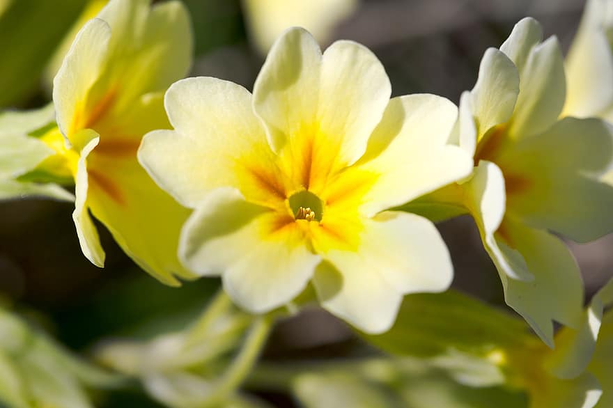 Primrose, Flower, Yellow, Primula, Cowslip, Bloom, Light Yellow, Oxlip, Plant, Spring, Nature