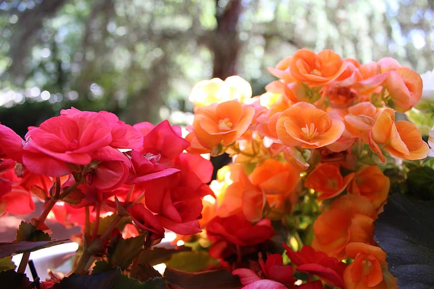 bunga-bunga, penuh warna, taman, mawar, menanam, dekoratif, bunga