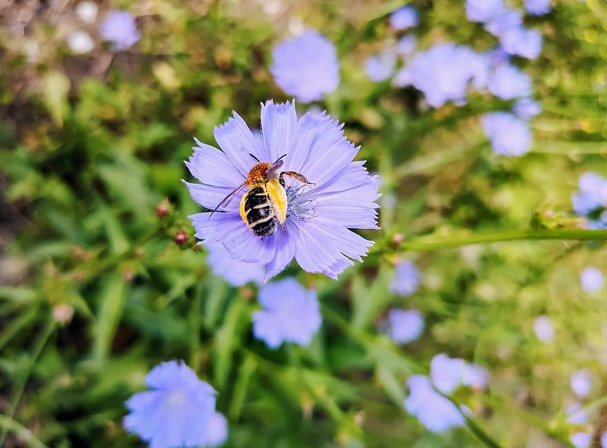 insekt, blommor, trädgård, lila, lavendel-, liv, sommar, dag, natur