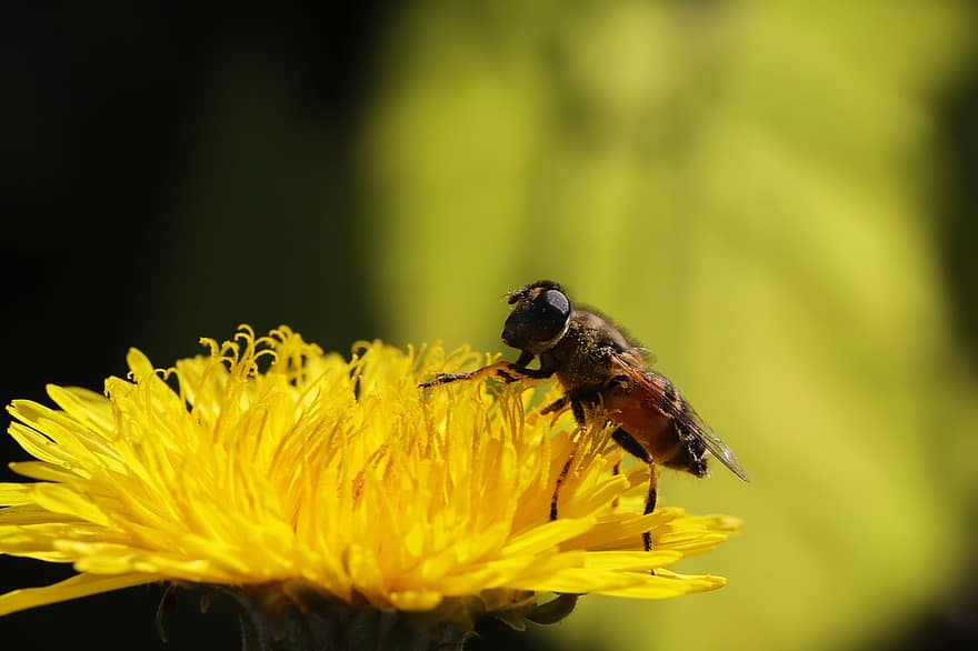 蜂、虫、たんぽぽ、花、接辞、昆虫、黄、マクロ、閉じる、受粉、夏