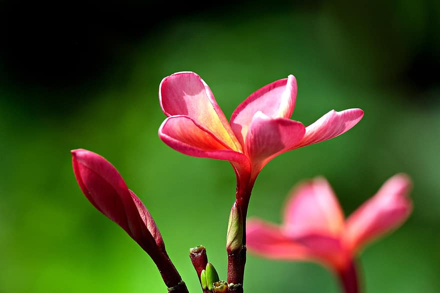 frangipani, flor, planta, plumeria, pétalos, floración, flora, naturaleza