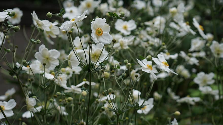 japanilaiset anemonit, kukat, valkoiset kukat, silmut, syksyn anemonit, Syysvuokkoja, kukinta, kukka, kasvi, kasvisto, luonto