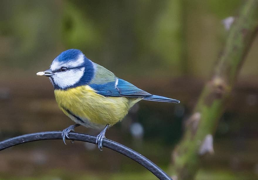 Blue Tit, Tit, Small Bird, Garden Bird, Garden, Plumage, Feather, Bird, Perched, Perched Bird, Ave