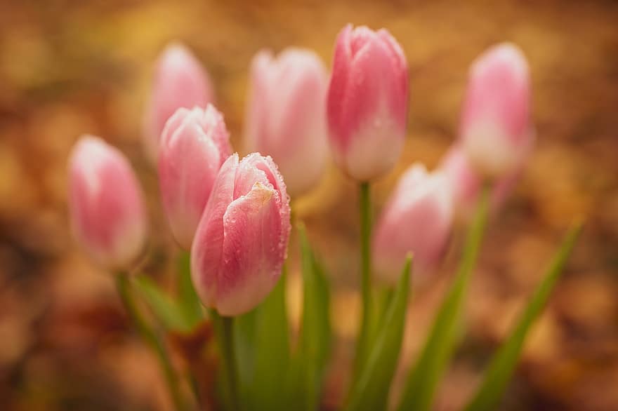 Tulpen, Blumen, Garten, pinke Blumen, rosafarbene Tulpen, Blütenblätter, rosa Blütenblätter, blühen, Flora, Pflanzen, Natur