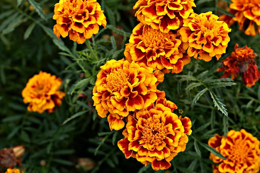 marigolds, Çiçekler, Bahçe, yaprakları, kadife çiçeği yaprakları, Çiçek açmak, çiçek, bitki örtüsü, bitkiler