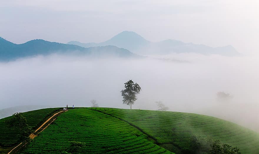 tea-hegy, köd, tájkép, természet