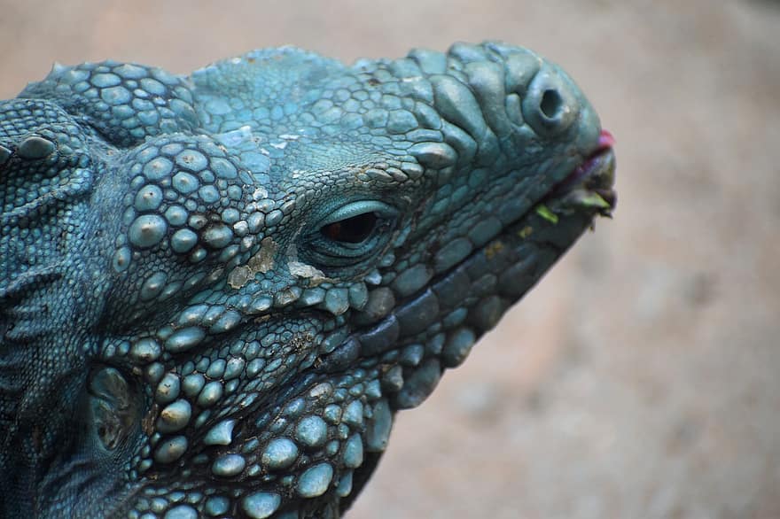 albastru iguana, iguană, târâtoare, Grand Cayman Ground Iguana, Iguana albastră Grand Cayman, Iguana de stâncă din Insula Cayman, animale sălbatice, şopârlă, urât, Snap Mouth, salamandră