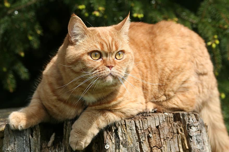Katze, Kätzchen, Britisch Kurzhaar, Pelz, flauschige, Baumstumpf, Haustiere, süß, Hauskatze, katzenartig, suchen