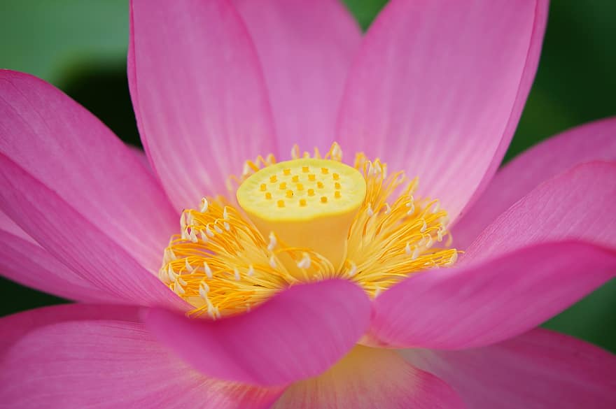 lotus, nénuphars