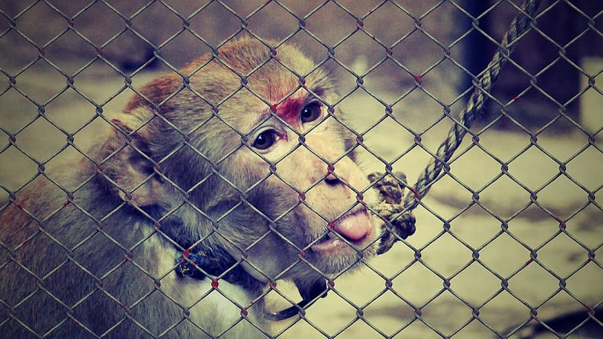 bienestar de los animales, crueldad hacia los animales, ayuda, encarcelado, caridad, rescate animal, animales, mono, pobre animal, no, malla de alambre