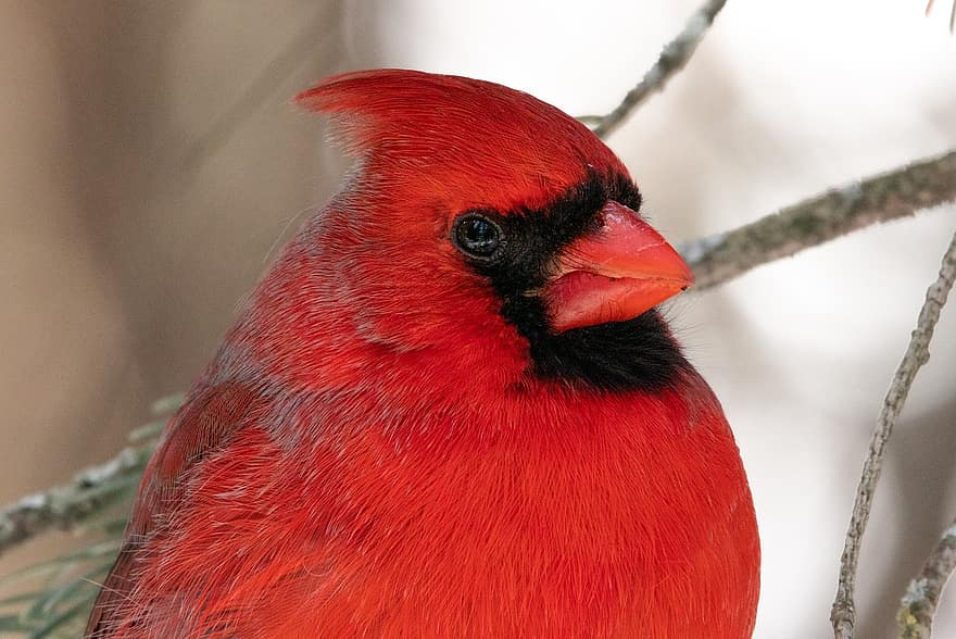 fugl, nordlige kardinal, ornitologi, arter, fauna, aviær, dyr, rød kardinal, kardinal, næb, pen