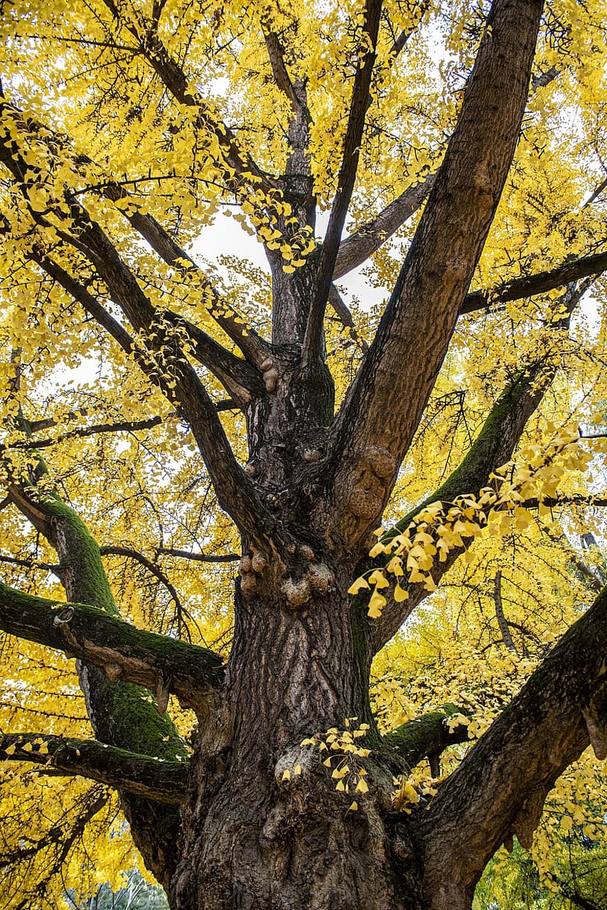 árvore, sai, parque, outono, folhas que caem, tronco, ginkgo, amarelo, folha, floresta, ramo