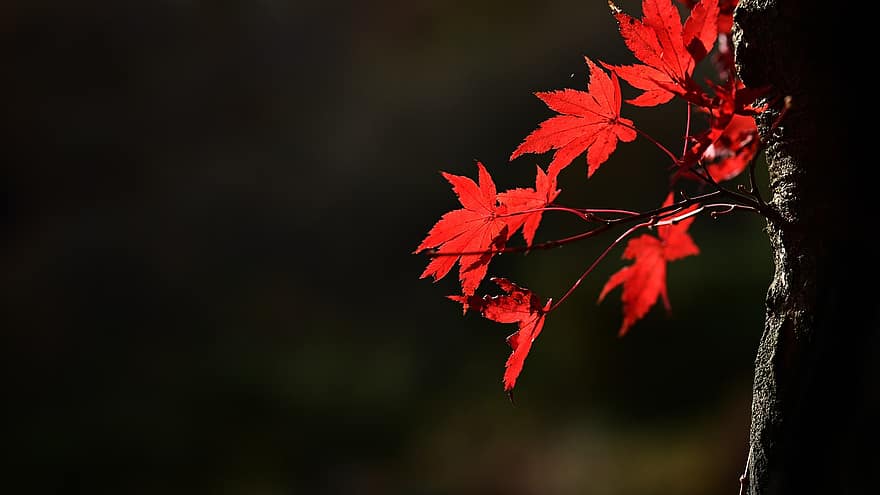 осень, листья, природа, падать, лист, дерево, время года, лес, желтый, яркий цвет, крупный план