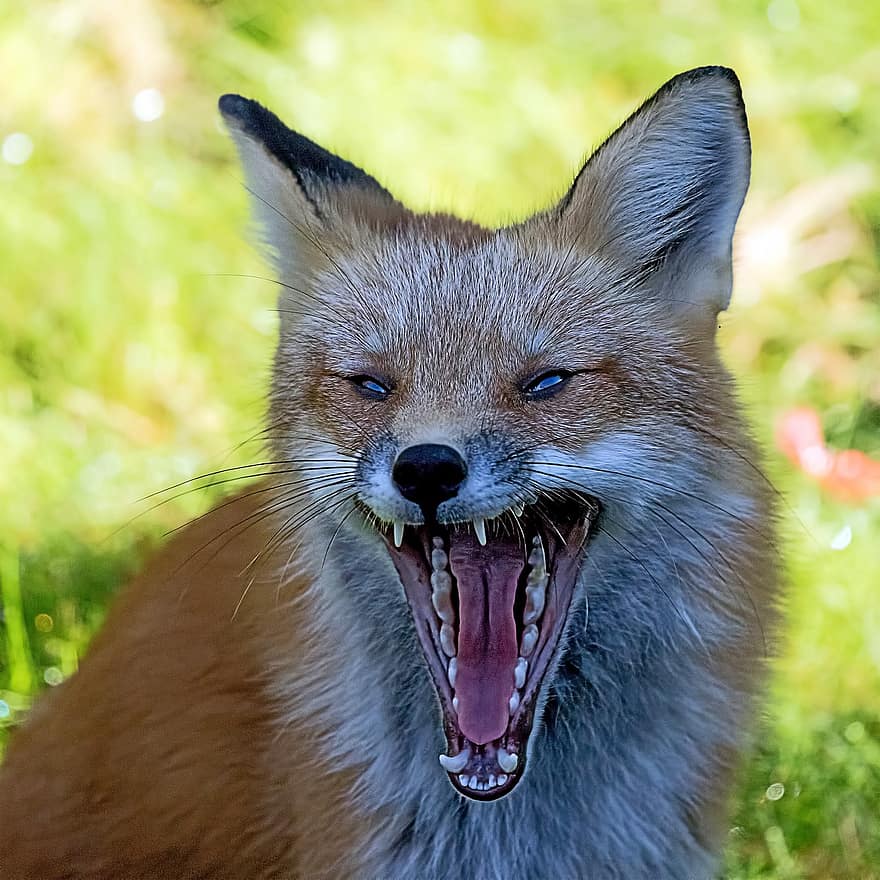 червена лисица, прозяване, бозайник