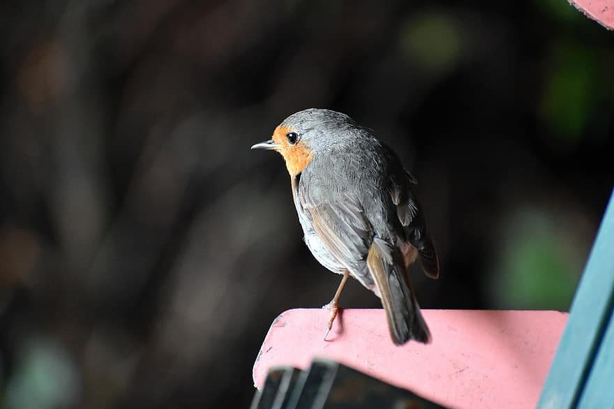 Robin, viejo mosquero del mundo, pájaro cantor, pájaro, pájaro pequeño, sentado, pájaro de jardín