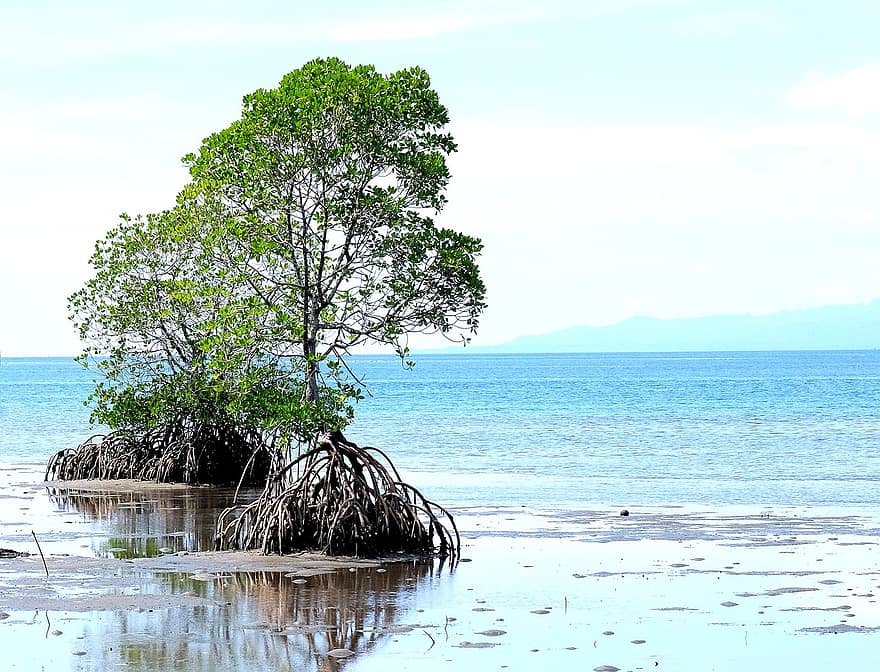 мангрово дърво, храст, природа, растеж