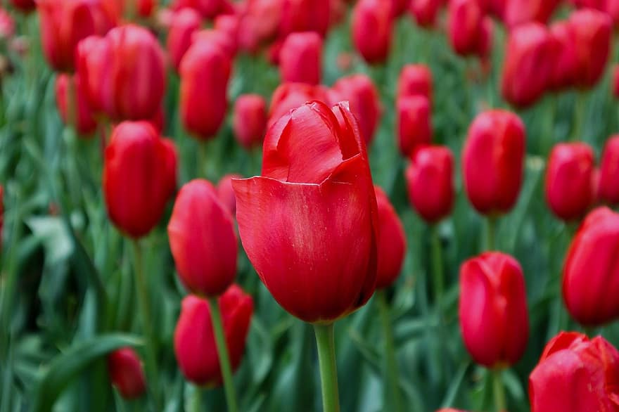tulipány, květiny, rostlina, Červené tulipány, okvětní lístky, květ, flóra, zahrada, Příroda, detailní, keukenhof