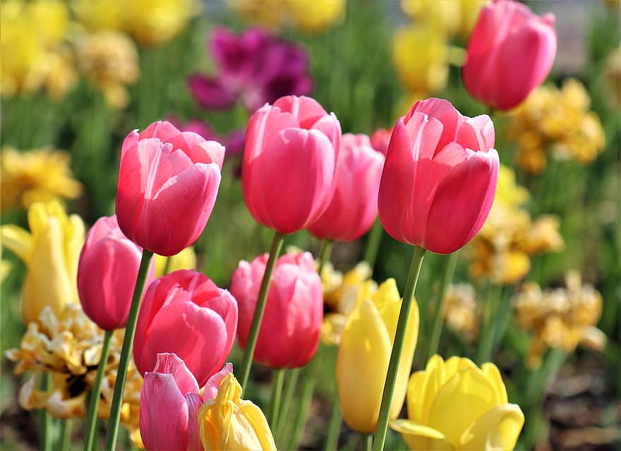 チューリップ、フラワーズ、春、植物、色とりどりの花、咲く、自然、花、マルチカラー、工場、黄