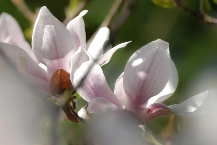 magnolijas ziedi, magnolija, ziedi, magnolijas koks, pavasarī, raksturs, tuvplāns, zieds, augu, ziedlapiņa, ziedu galva