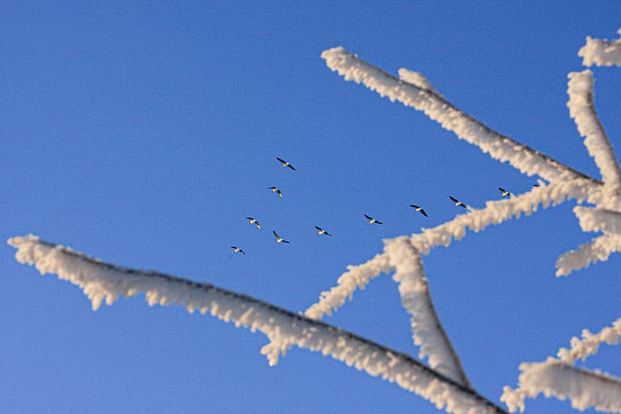 aus migratòries, hivern, temporada, branca, neu, a l'aire lliure, blau, arbre, gelades, gel, primer pla