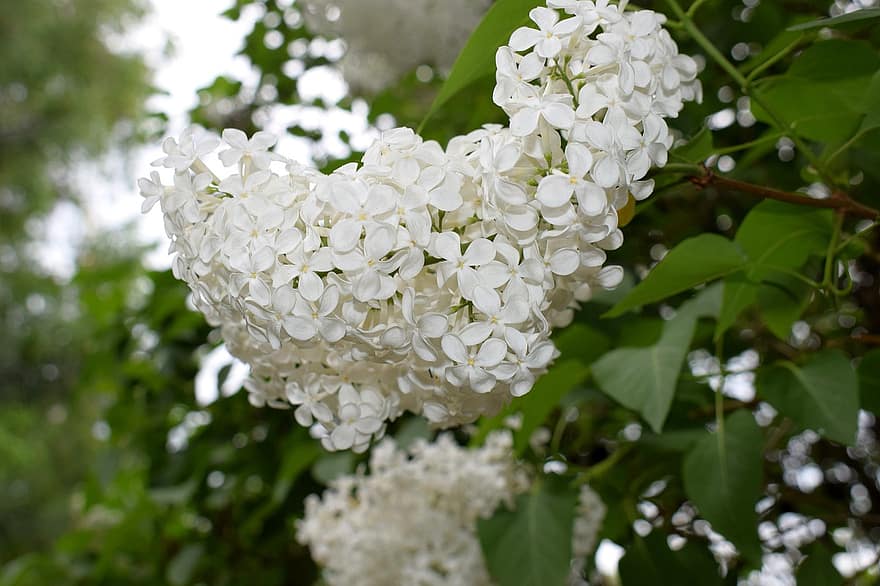 Lilac, Flowers, Plant, White Flowers, Petals, Bloom, Leaves, Garden, Nature