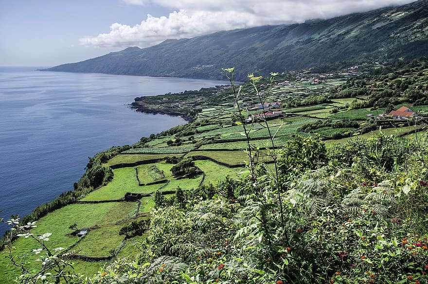 Açores, ilha do pico, Campos, panorama, cena rural, Fazenda, cor verde, grama, verão, agua, azul