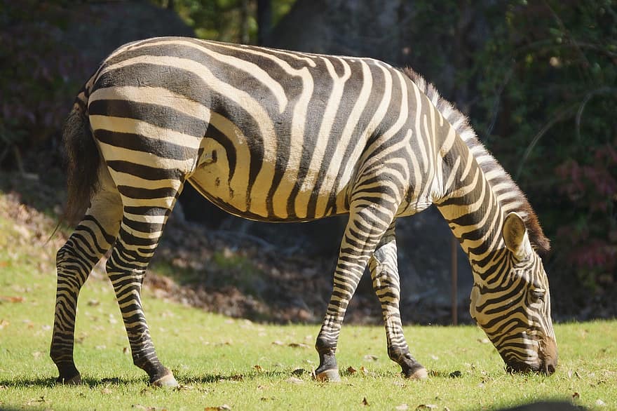 zebra, csíkok, fekete és fehér, állat, szafari, vadvilág, struktúra, vadon, vad