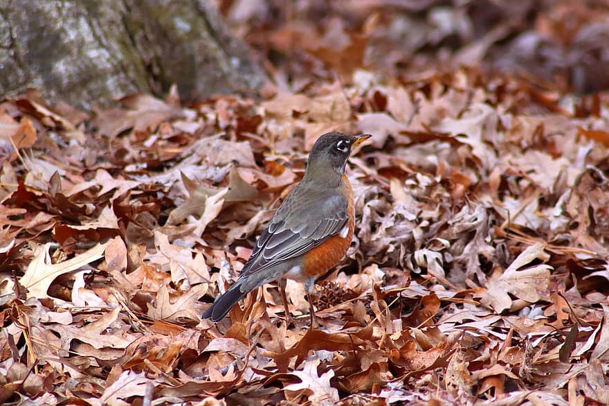 fugl, robin, blader, Songbird, Robin øye, fugletitting, nebb, fjær, migrere, migrasjon, vill