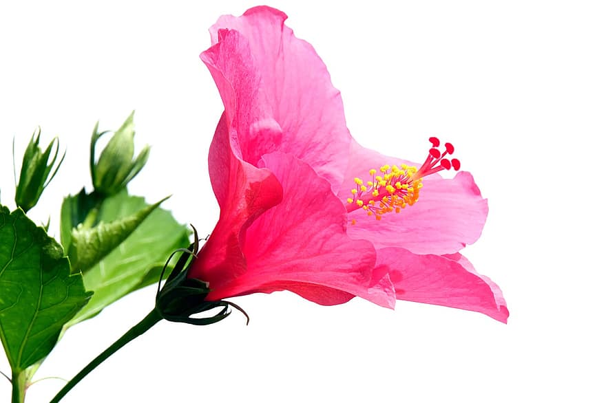 гибискус, цветок, завод, розовый цветок, лепестки, тычинка, пестик, цветение, лепесток, крупный план, лист