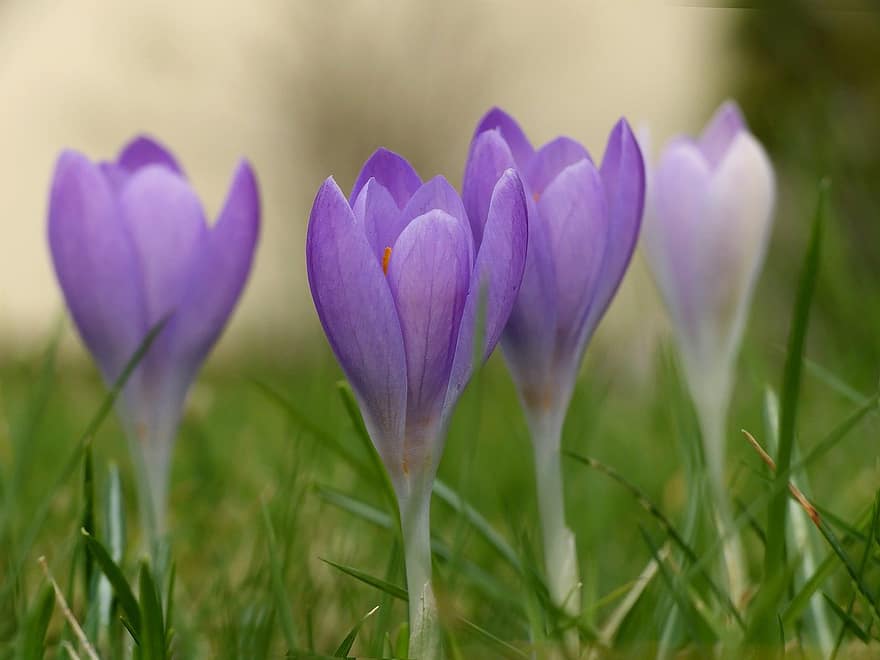 Crocus, violetinės gėlės, violetiniai krokusai, pavasaris, pavasario gėlės, pavasarį, chalices, pievos, gėlė, augalų, flora