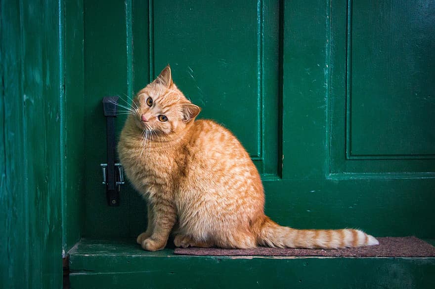 кошка, передняя дверь, домашнее животное, кошачий, Домашняя кошка, домашние питомцы, милый, котенок, домашние животные, Ищу, бакенбарды
