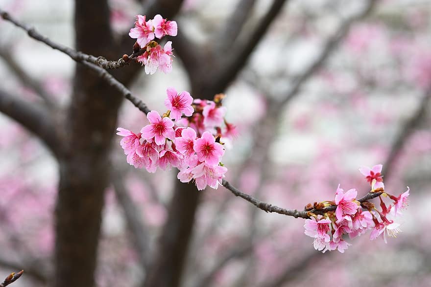 virágok, Sakura, cerasus campanulata, szirmok, ág, rügyek, fa, növényvilág, rózsaszín szín, tavasz, virág