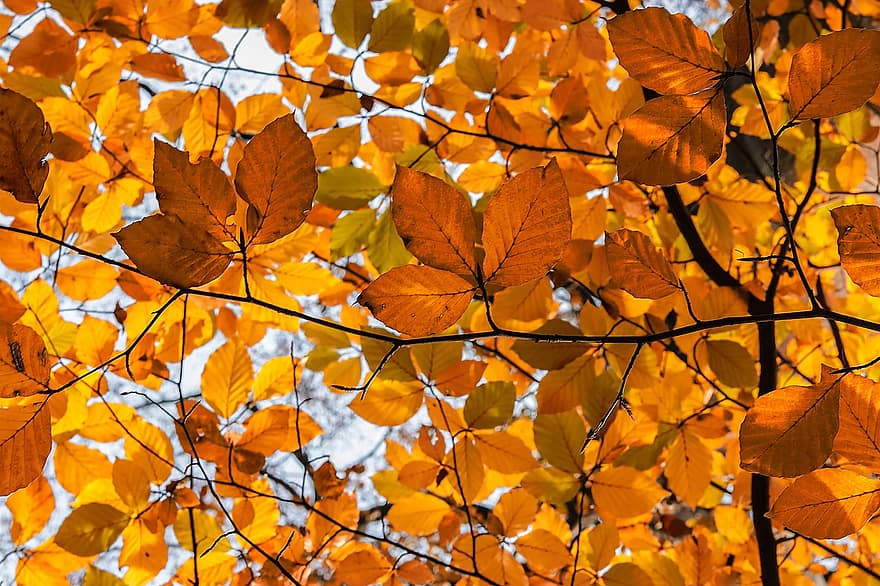 herfst, bladeren, gebladerte, herfstbladeren, herfst gebladerte, herfstkleuren, herfstseizoen, bladeren vallen, gele bladeren, geel blad