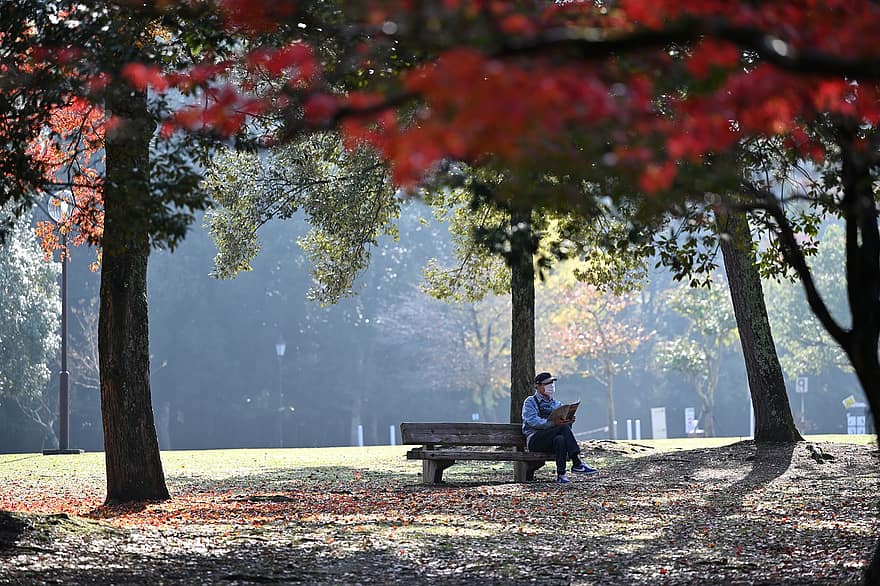Person, Bench, Park, Trees, Leaves, Foliage, Fall, Autumn, People, Autumnal Leaves