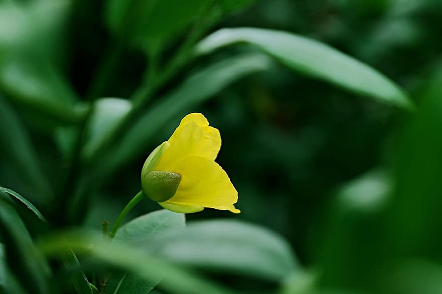 hypericum, st john's wort, kuncup bunga, bunga kuning, taman, bunga, flora