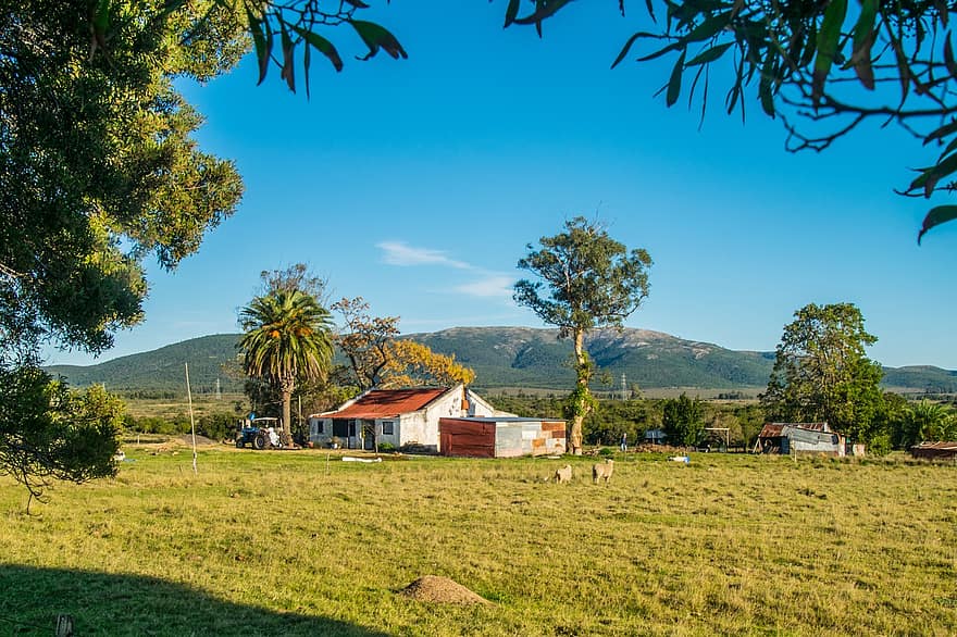 Bauernhof, Feld, Landschaft, ländlich, Landwirtschaft, Ackerland, Uruguay